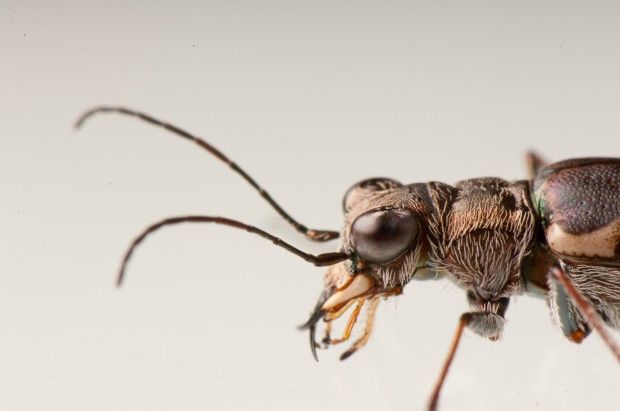 Salt Creek tiger beetle